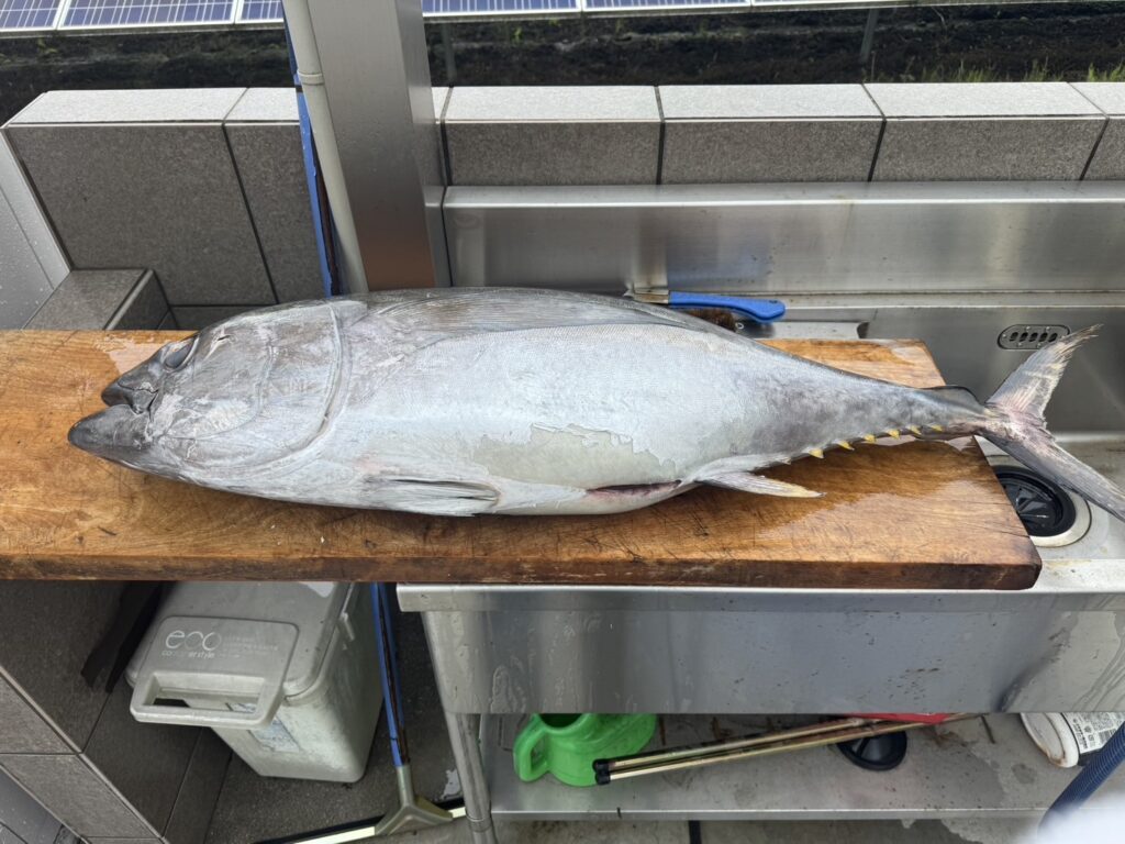 マグロ